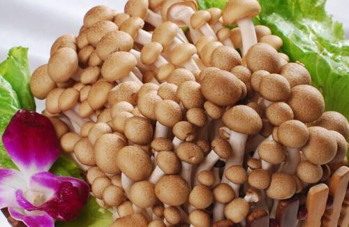 蓉城传奇冒菜店茶树菇菜品图片 蓉城传奇冒菜店茶树菇菜品图片